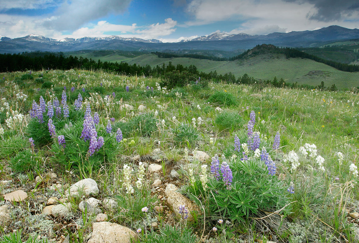 Bighorn Mountains