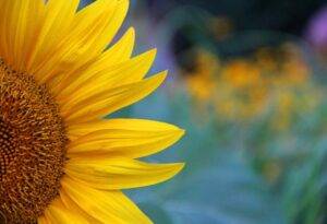 Spring break image, sunflower