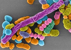 microbial communities