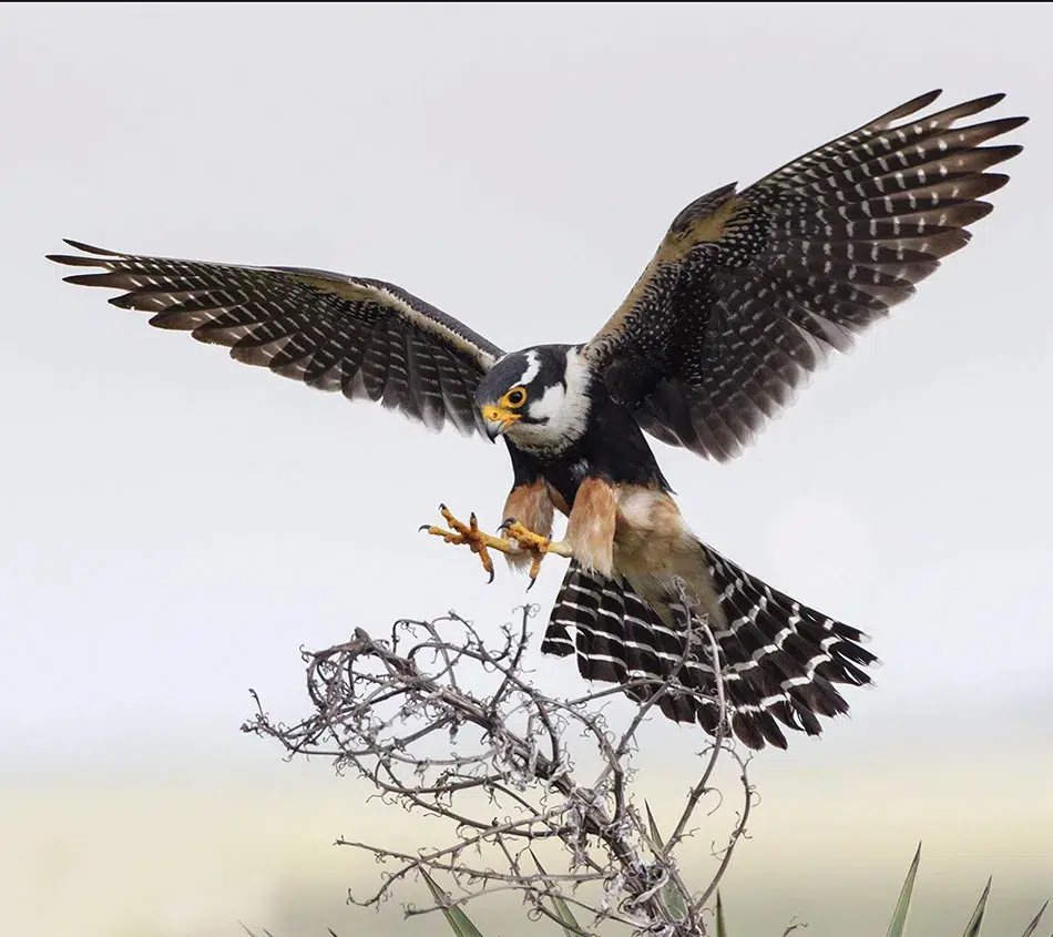 aplomado falcon in flight