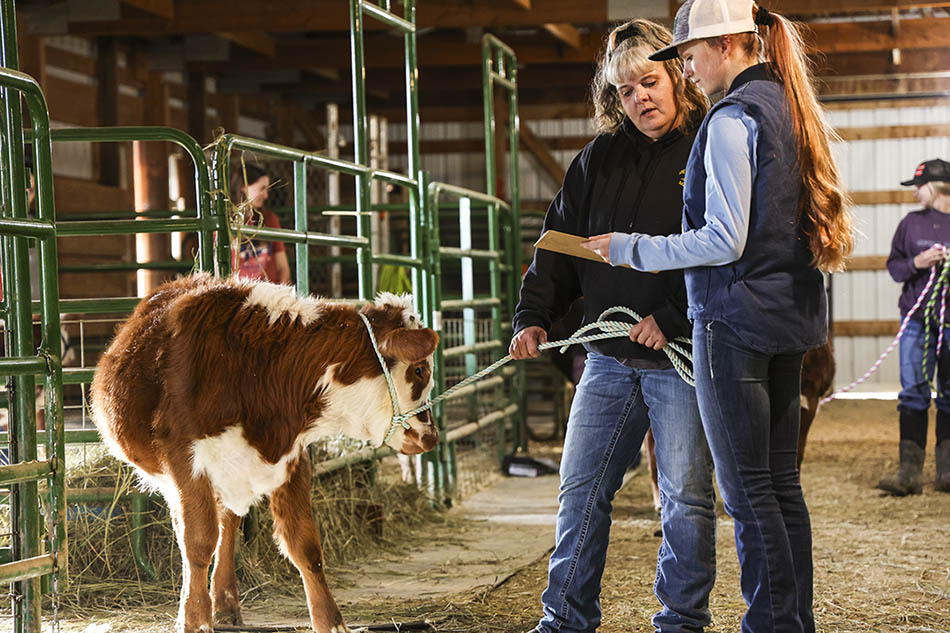 Agriculture Department image showing a calf with a student and their instructor