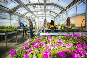 Students working in one of the greenhouses at Sheridan College with colorful magenta flowers dominating the foreground.