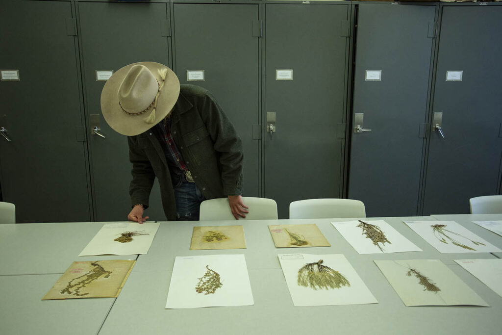 student working in the herbarium at Sheridan College