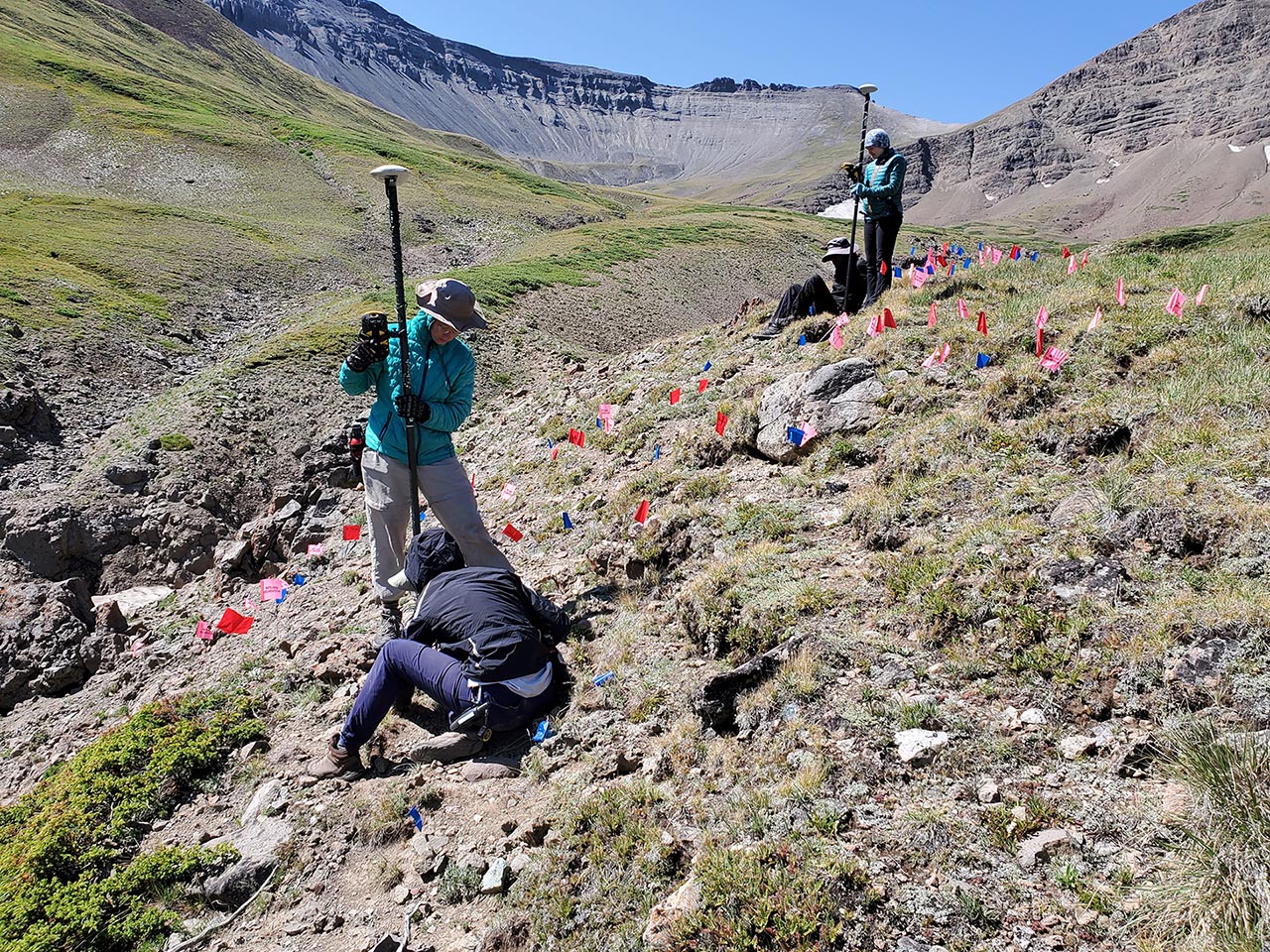 Photo of archeology students in the alpine using pin flags to mark artifacts