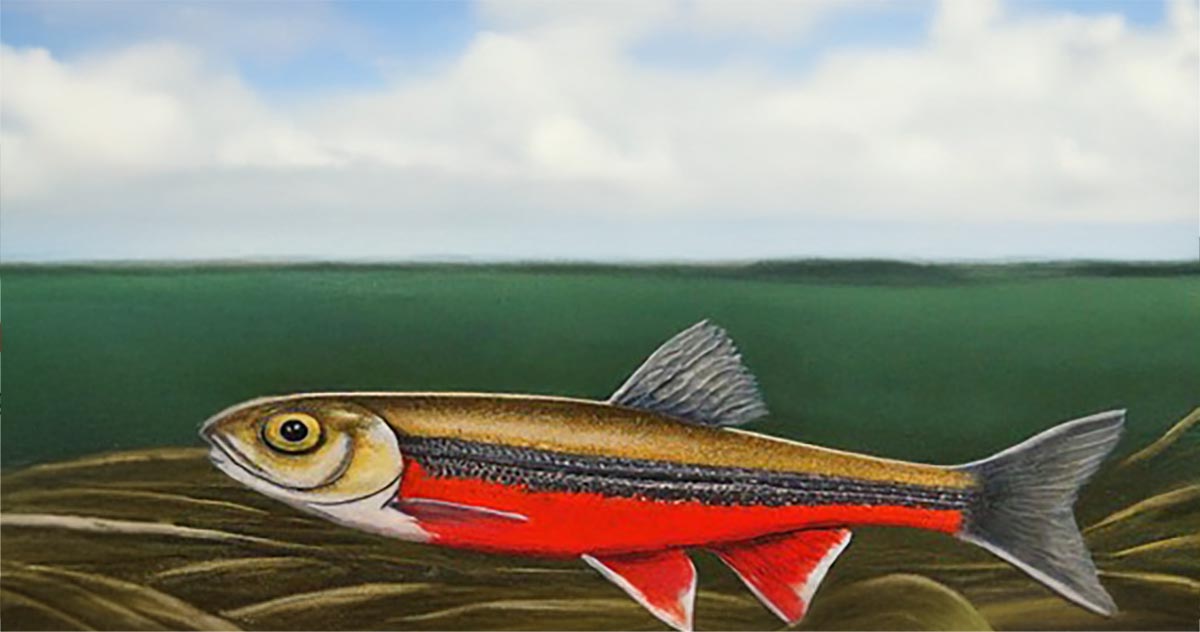 Graphic of a fish underwater