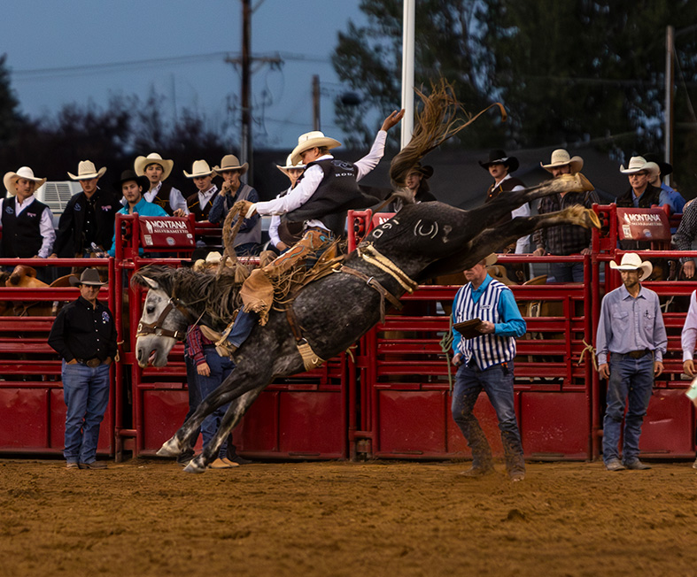Sheridan College Pat Hamilton Rodeo photo of bucking horse.
