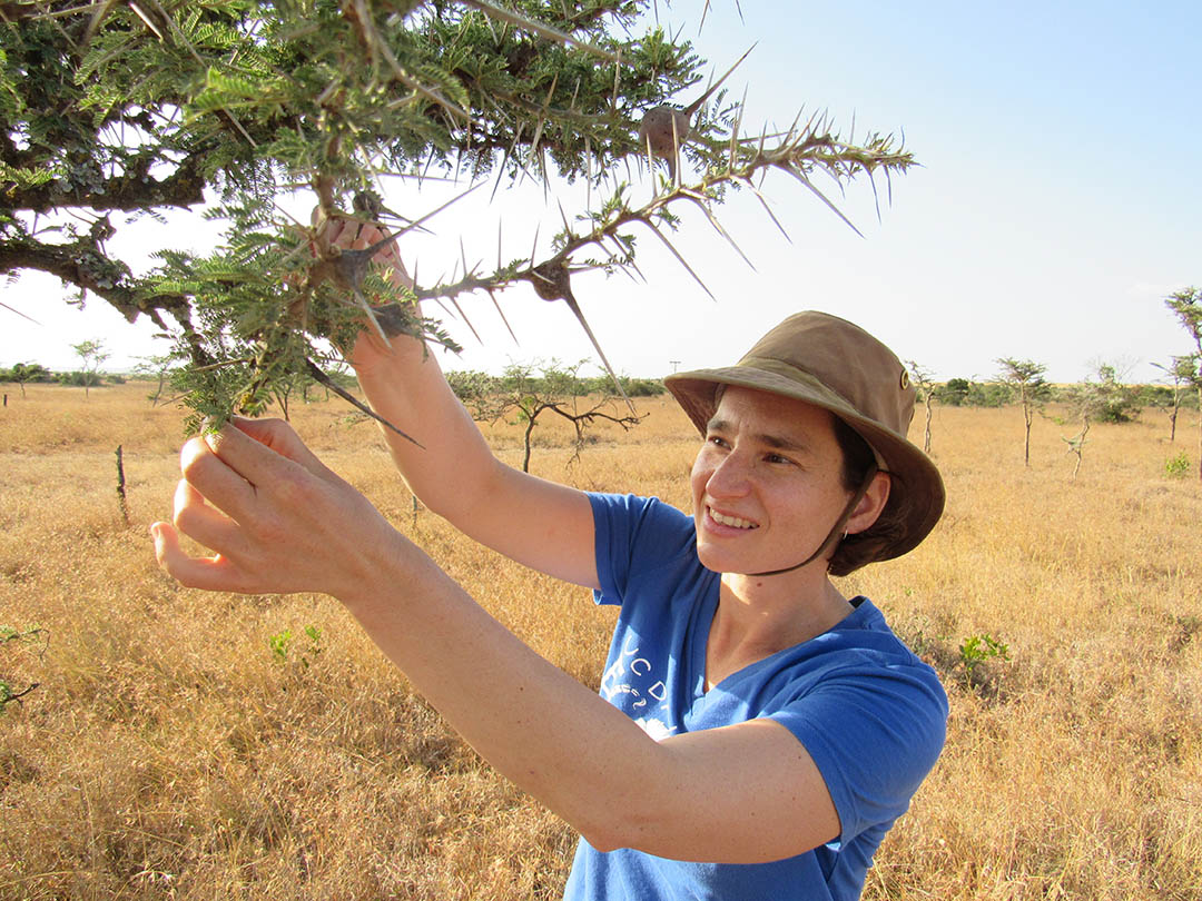 Image of Corinna Riginos working the acacia savanna of Africa