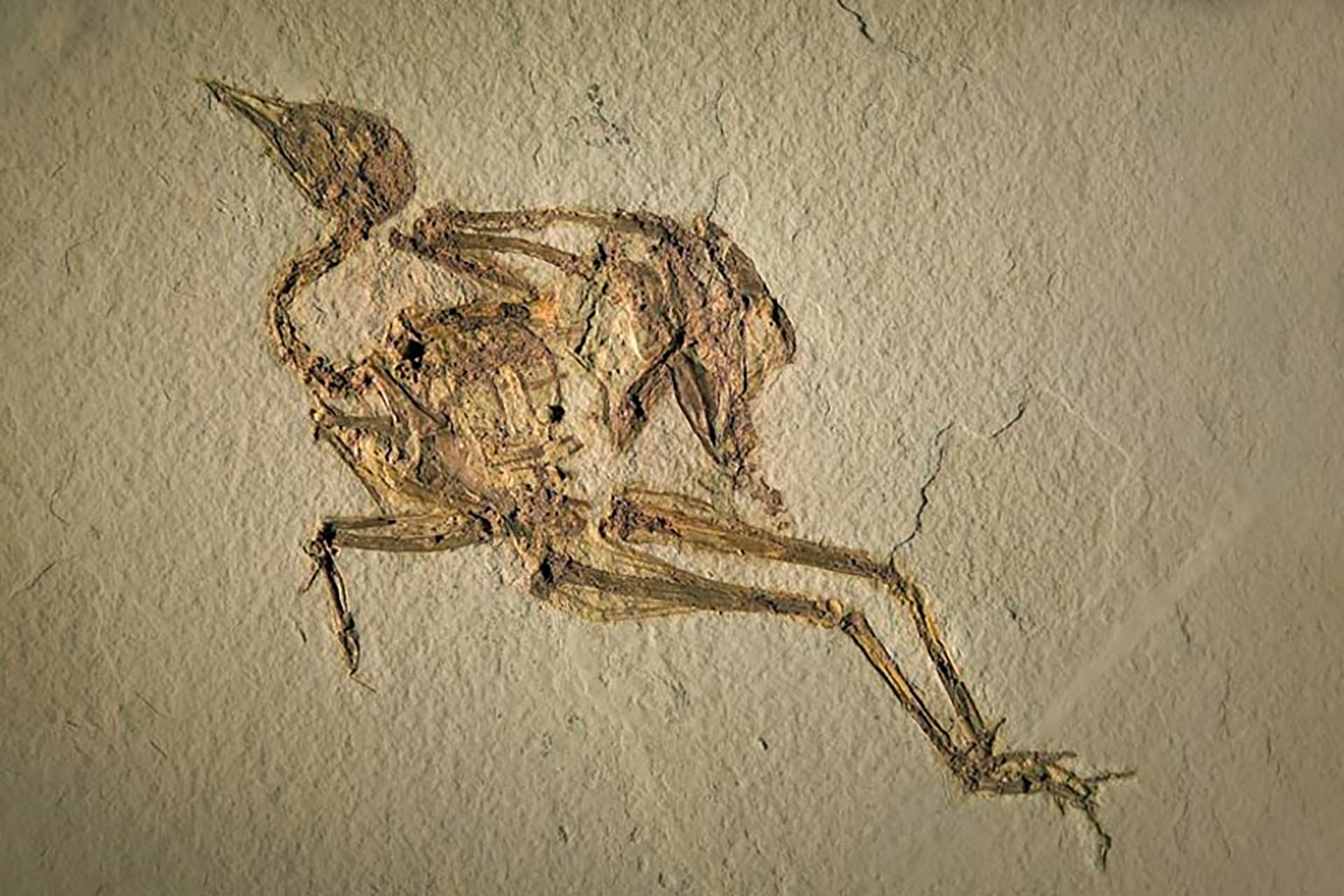 Photo of a fossilized bird