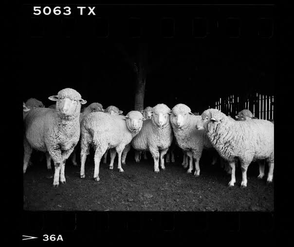 Black and White photo of a group of sheep