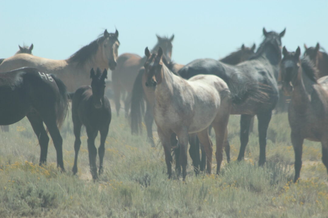Photo of a herd of wild horses
