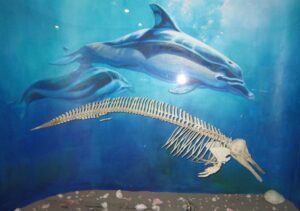 Graphic showing a dolphin in the ocean above it's actual skeleton