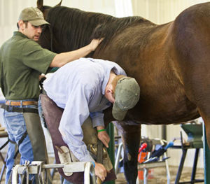 Agriculture Farrier Science at Sheridan College