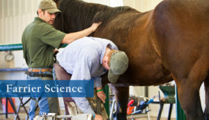 Work with horses and earn a Farrier Science Certificate.