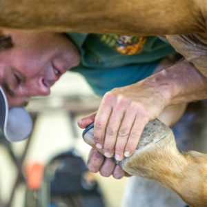 Farrier Science Certificate at Sheridan College in Wyoming.