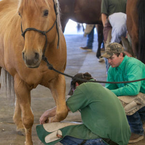 Start a career working with horses.