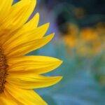 Spring break image, sunflower