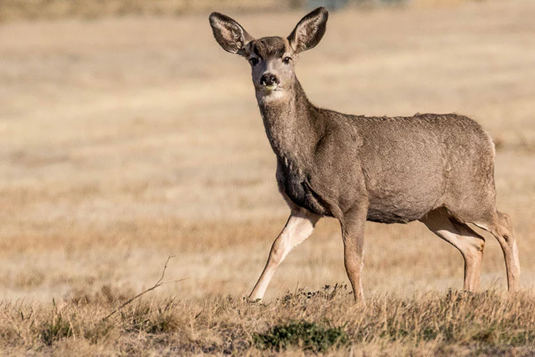 Science Museum Lecture series on Chronic Wasting Disease in mule deer