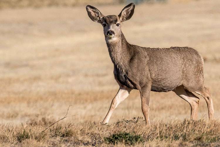 Science Museum Lecture series on Chronic Wasting Disease in mule deer